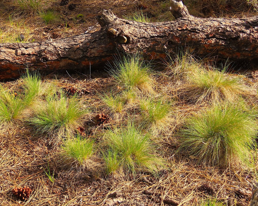 Idaho Fescue Seeds (Festuca idahoensis) - Northwest Meadowscapes