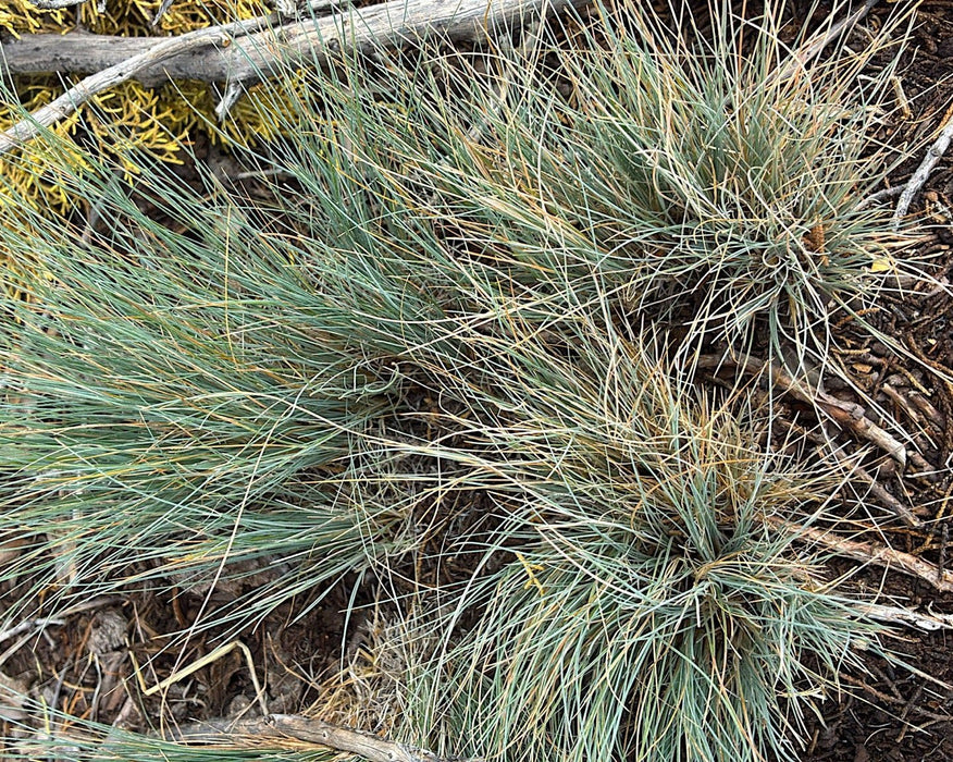 Idaho Fescue Seeds (Festuca idahoensis) - Northwest Meadowscapes