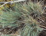 Idaho Fescue Seeds (Festuca idahoensis) - Northwest Meadowscapes