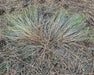 Idaho Fescue Seeds (Festuca idahoensis) - Northwest Meadowscapes