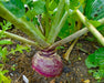 'Joan' Rutabaga Seeds (Organic/Disease Resistant/Cool - Wet Climate Adapted) - Northwest Meadowscapes
