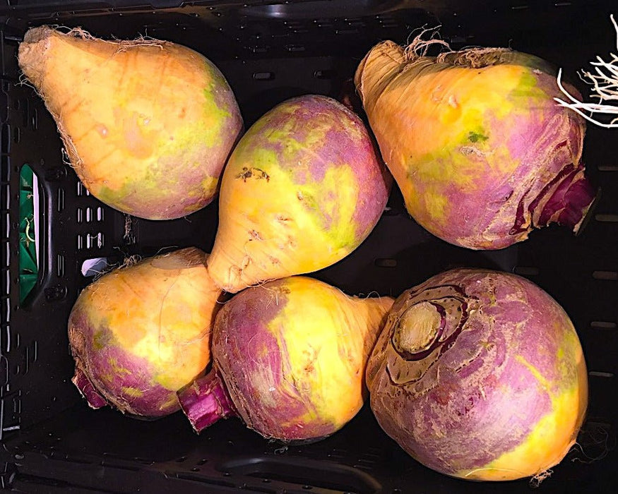 'Joan' Rutabaga Seeds (Organic/Disease Resistant/Cool - Wet Climate Adapted) - Northwest Meadowscapes