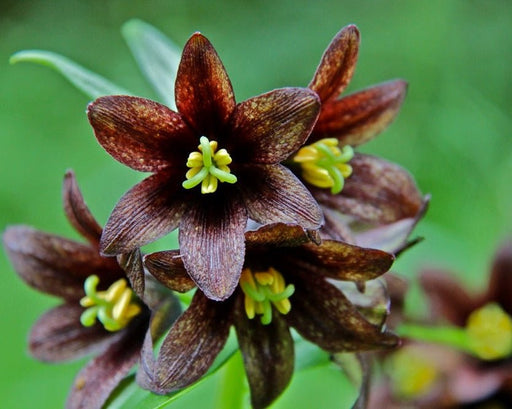 Kamchatka Lily Seeds (Fritillaria camschatcensis) - Northwest Meadowscapes