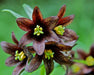 Kamchatka Lily Seeds (Fritillaria camschatcensis) - Northwest Meadowscapes