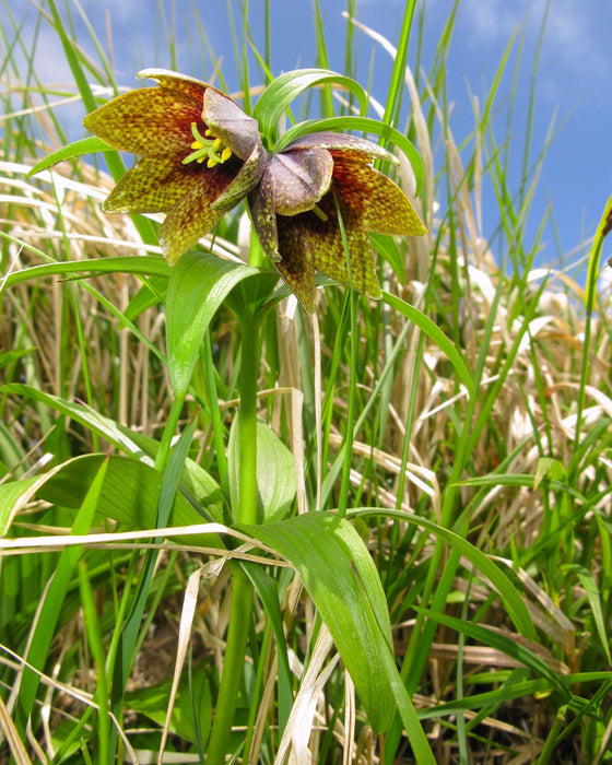 lily flower seeds Kamchatka Lily Seeds (Fritillaria camschatcensis) — Northwest Meadowscapes