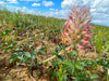 Large - Headed Clover Seeds (Trifolium macrocephalum) - Northwest Meadowscapes