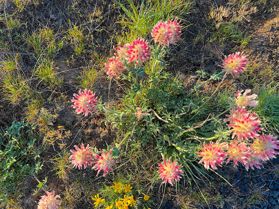 Large - Headed Clover Seeds (Trifolium macrocephalum) - Northwest Meadowscapes