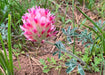 Large - Headed Clover Seeds (Trifolium macrocephalum) - Northwest Meadowscapes