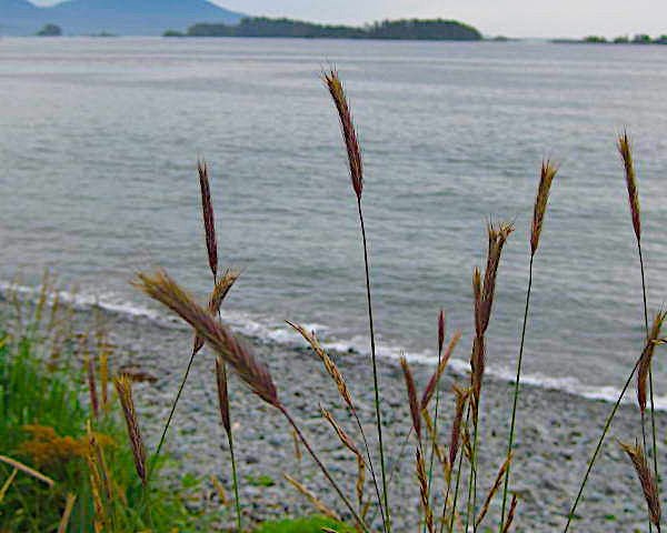 barley seed for planting near me Meadow Barley Seeds (Hordeum brachyantherum) — Northwest Meadowscapes