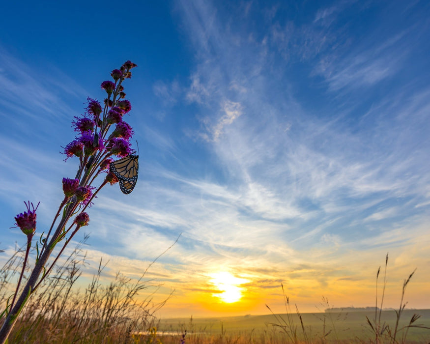 Meadow Blazingstar Seeds (Liatris ligulistylis) - Northwest Meadowscapes