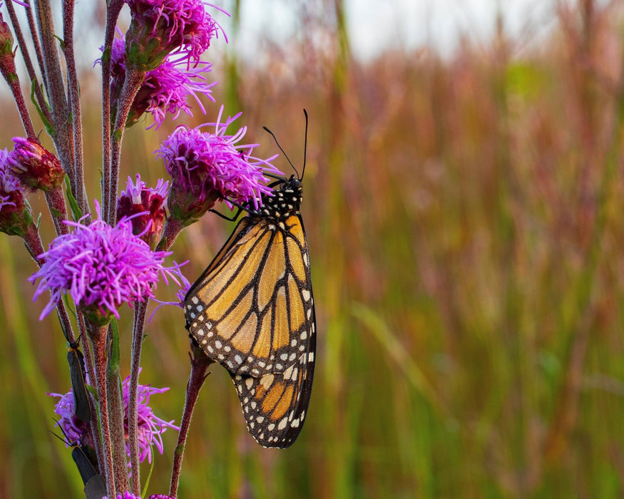 Meadow Blazingstar Seeds (Liatris ligulistylis) - Northwest Meadowscapes