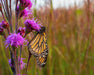 Meadow Blazingstar Seeds (Liatris ligulistylis) - Northwest Meadowscapes