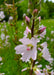 Meadow Checkermallow Seeds (Sidalcea campestris) - Northwest Meadowscapes