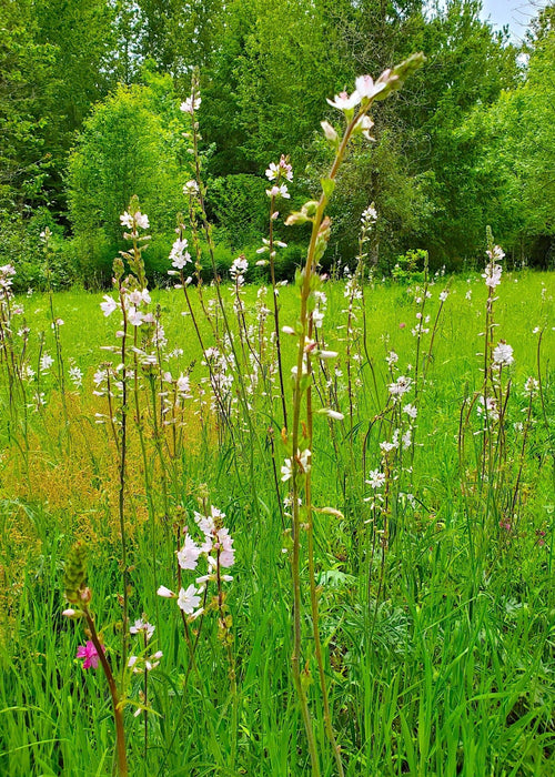 Meadow Checkermallow Seeds (Sidalcea campestris) - Northwest Meadowscapes