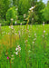 Meadow Checkermallow Seeds (Sidalcea campestris) - Northwest Meadowscapes