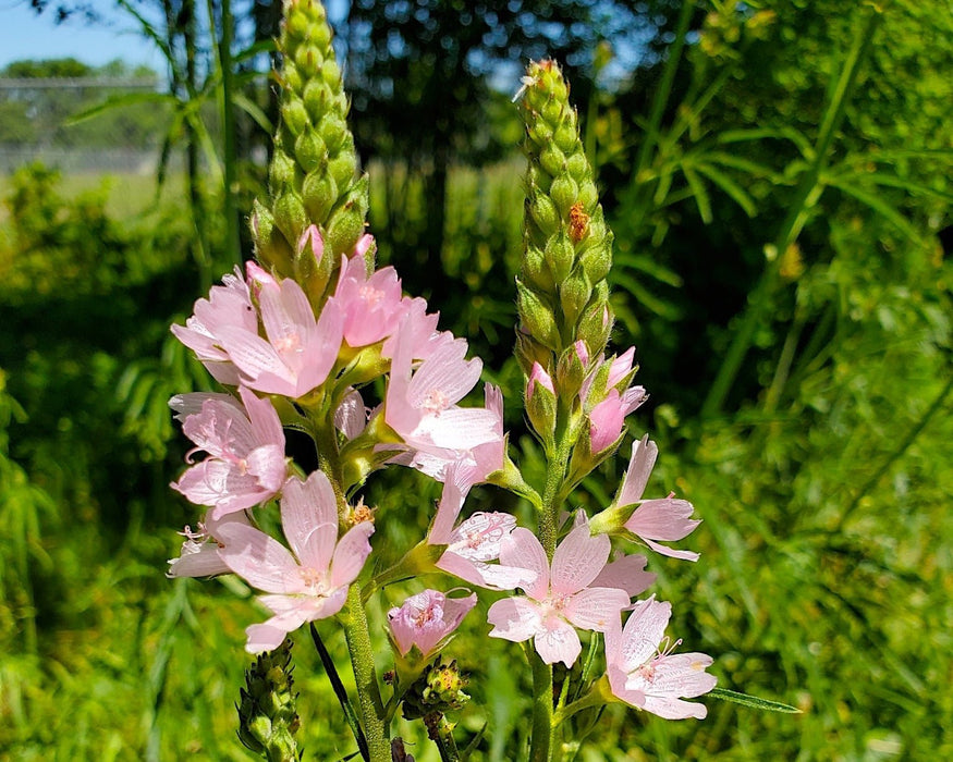 Meadow Checkermallow Seeds (Sidalcea campestris) - Northwest Meadowscapes