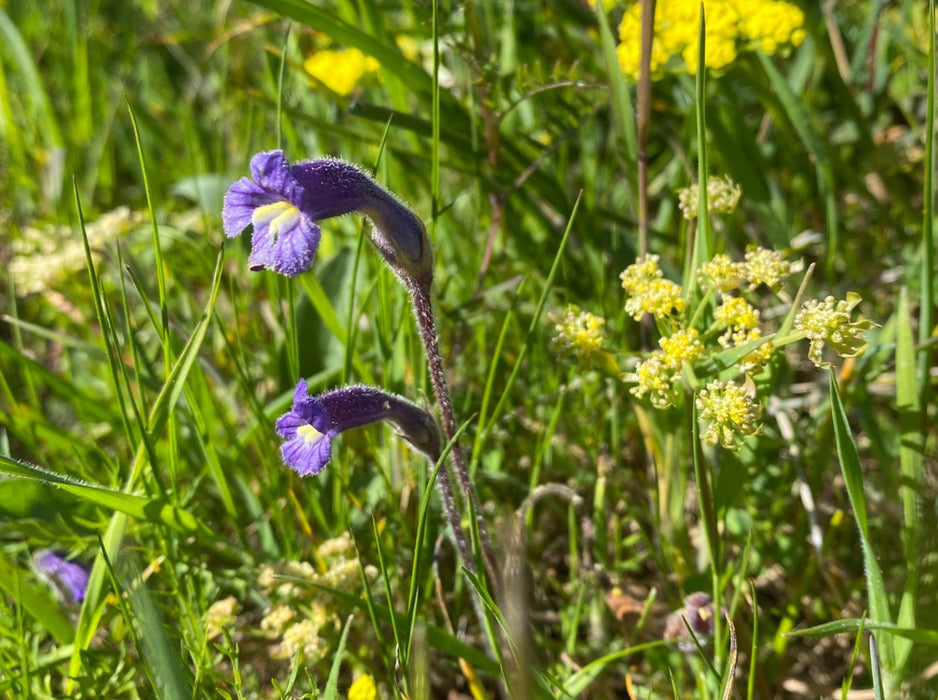 Meadow Orobanche Seeds (Orobanche uniflora) - Northwest Meadowscapes