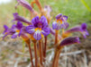 Meadow Orobanche Seeds (Orobanche uniflora) - Northwest Meadowscapes