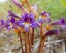 Meadow Orobanche Seeds (Orobanche uniflora) - Northwest Meadowscapes