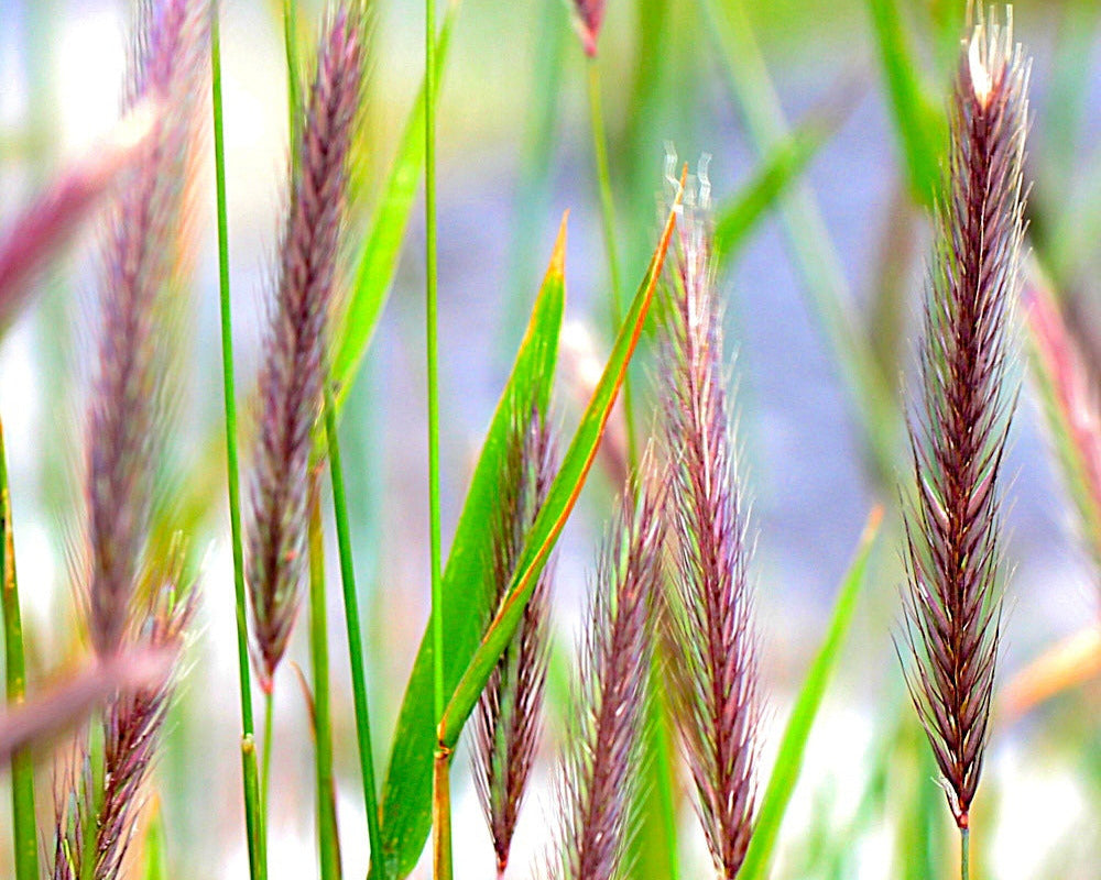 Meadow Barley Seeds (Hordeum brachyantherum)