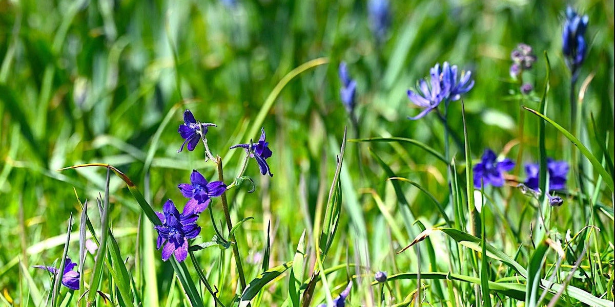 Menzies' Larkspur Seeds (Delphinium menziesii) — Northwest
