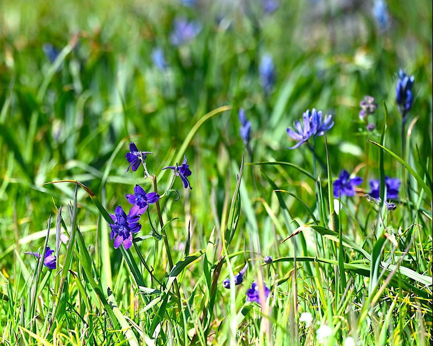 Menzies’ Larkspur Seeds (Delphinium menziesii) - Northwest Meadowscapes