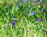Menzies’ Larkspur Seeds (Delphinium menziesii) - Northwest Meadowscapes