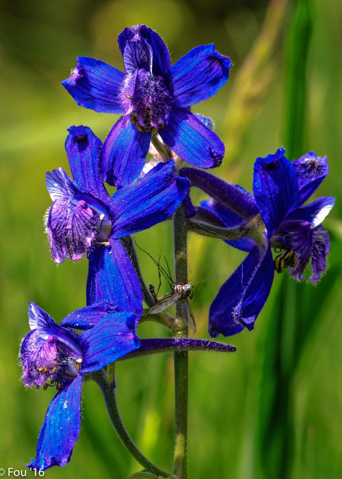 Menzies’ Larkspur Seeds (Delphinium menziesii) - Northwest Meadowscapes