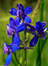 Menzies’ Larkspur Seeds (Delphinium menziesii) - Northwest Meadowscapes