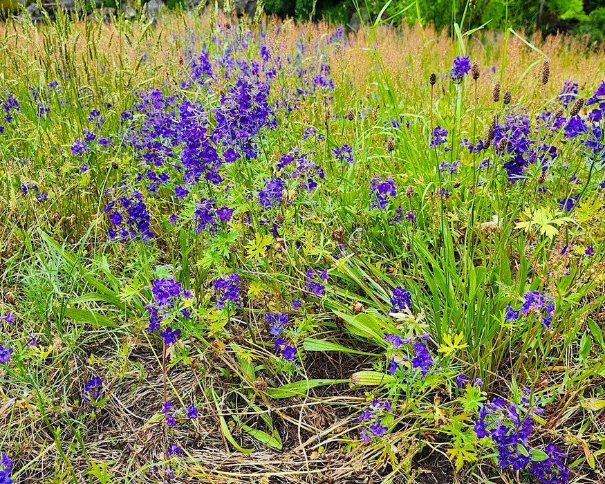 Menzies’ Larkspur Seeds (Delphinium menziesii) - Northwest Meadowscapes