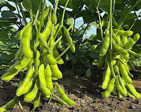 edamame plant seeds Midori Edamame (緑枝豆)