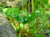 Miner’s Lettuce Seeds (Claytonia perfoliata) - Northwest Meadowscapes