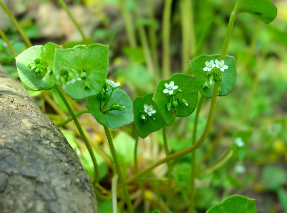 Miner’s Lettuce Seeds (Claytonia perfoliata) - Northwest Meadowscapes