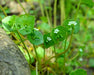 Miner’s Lettuce Seeds (Claytonia perfoliata) - Northwest Meadowscapes