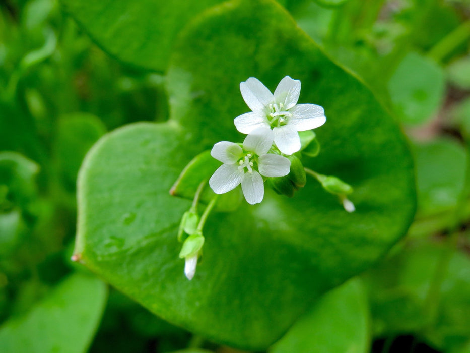 Miner’s Lettuce Seeds (Claytonia perfoliata) - Northwest Meadowscapes