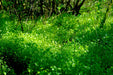 Miner’s Lettuce Seeds (Claytonia perfoliata) - Northwest Meadowscapes