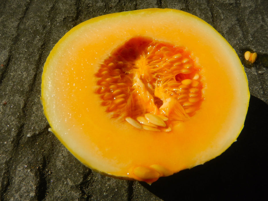 Mini Melon Minnesota Mini-Melon Seeds — Northwest Meadowscapes