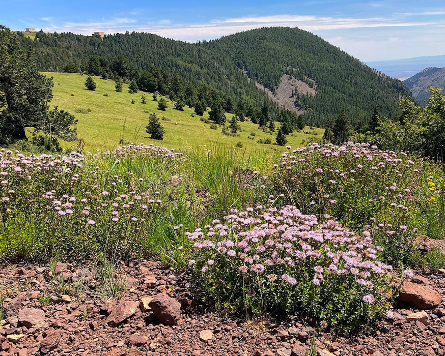 Mountain Coyote Mint Seeds (Monardella odoratissima) - Northwest Meadowscapes
