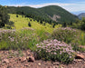Mountain Coyote Mint Seeds (Monardella odoratissima) - Northwest Meadowscapes