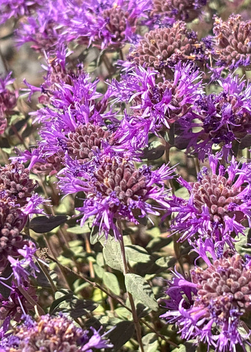 Mountain Coyote Mint Seeds (Monardella odoratissima) - Northwest Meadowscapes