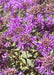 Mountain Coyote Mint Seeds (Monardella odoratissima) - Northwest Meadowscapes
