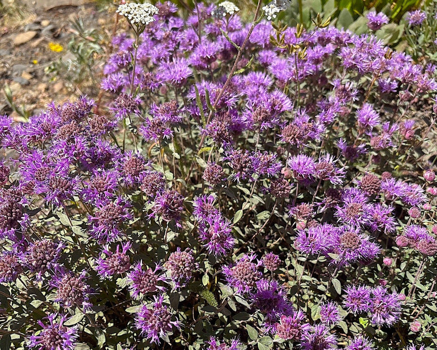 Mountain Coyote Mint Seeds (Monardella odoratissima) - Northwest Meadowscapes