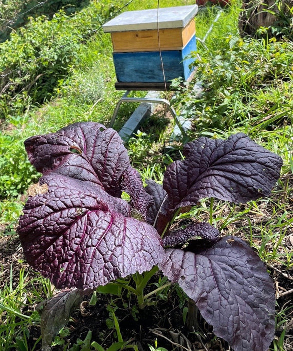 Murasaki Karashina Mustard (紫カラシナ) - Northwest Meadowscapes