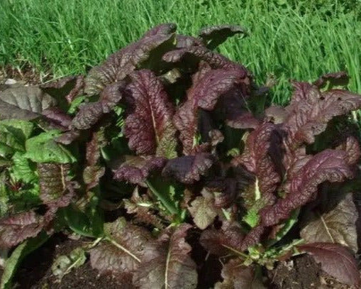 Murasaki Karashina Mustard (紫カラシナ) - Northwest Meadowscapes