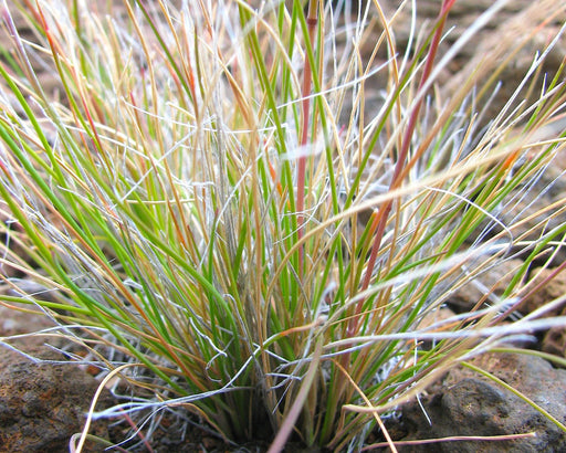 Native Red Fescue Seeds (Festuca rubra) - Northwest Meadowscapes