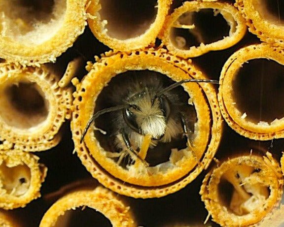 Natural Reeds for Mason and Leafcutter Bees - Northwest Meadowscapes