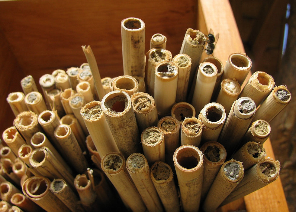 Natural Reeds for Mason and Leafcutter Bees - Northwest Meadowscapes