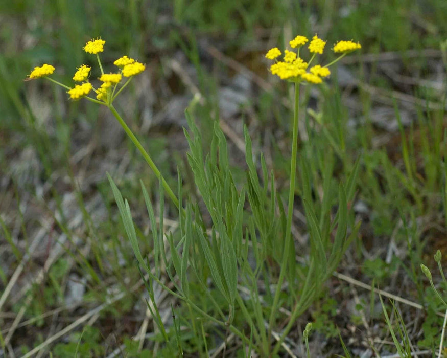Nineleaf Biscuitroot Seeds (Lomatium triternatum) - Northwest Meadowscapes