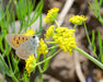 Nineleaf Biscuitroot Seeds (Lomatium triternatum) - Northwest Meadowscapes