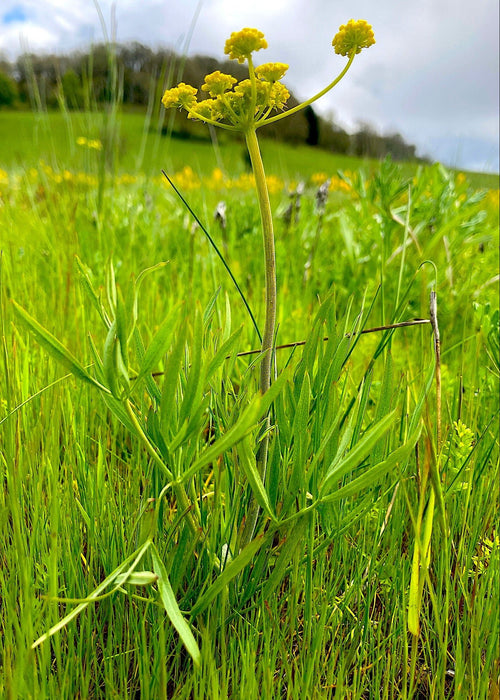 Nineleaf Biscuitroot Seeds (Lomatium triternatum) - Northwest Meadowscapes